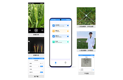 乌海市小麦亩穗数分析仪IN-XM02